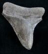 Serrated Brown Megalodon Tooth - Georgia #10981-1
